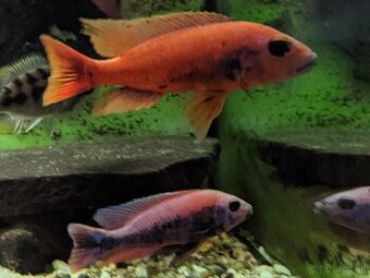 SCIAENOCHROMIS FRYERI PURPLE RED a S.FRYERI YELLOW