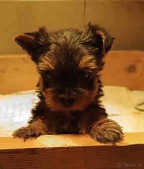 Yorkshire terrier