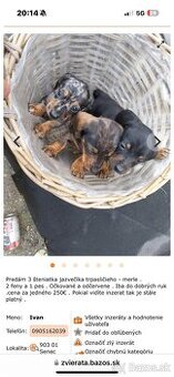 Jazvečík Trpasličí