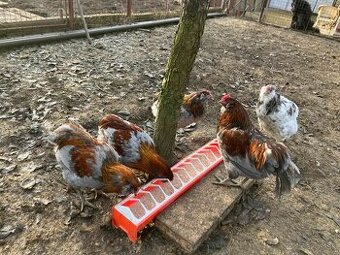 Predám kohúty plemeno Arakan