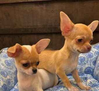 Šteniatka čivavy na adopciu.