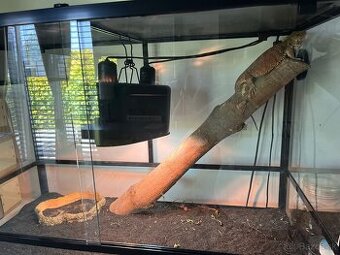 predam agamu komplet aj s terariom