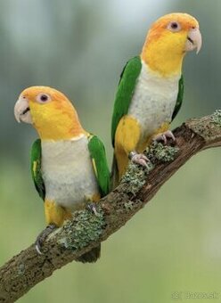 Amazónik bielobruchý 1,1