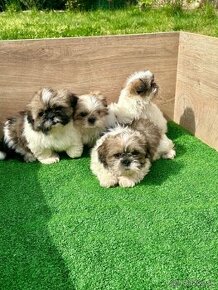 shitzu, si-tzu, Sicu, shi-tzu