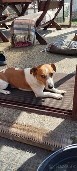 Jack russell teriér krytie