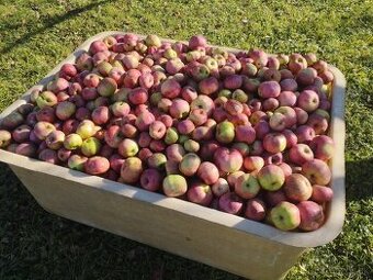 Jablka Ontario,padane