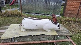 Nemecky obrovity strakac havana 0.1