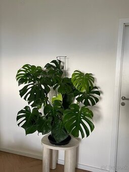 Monstera