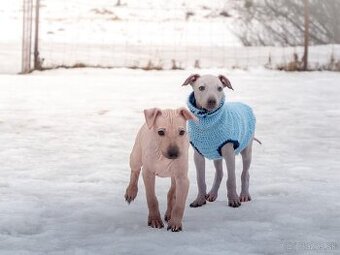 Americký bezsrstý teriér