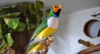 Amadina guldová červenohlavá- bieloprsá