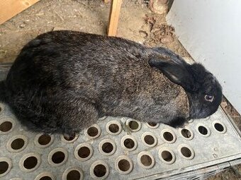 predám pripustenu samičku