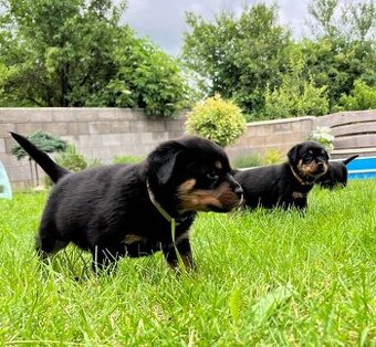 Rotvajler , Rottweiler- šteniatka.-fenky.
