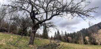 Aboristické a ovocinárske služby