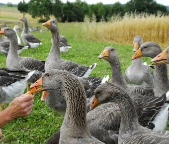 Húsatá z vlastného chovu.Landes .T-Šafárikovo