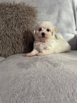 Maltezak