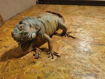 predám túto krásnu samicu Leguana