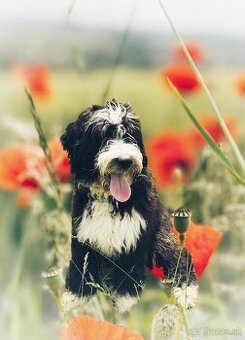 Pejsek BORDOODLE S PP