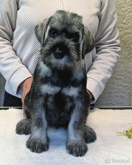 Bradáč stredný korenie a sol