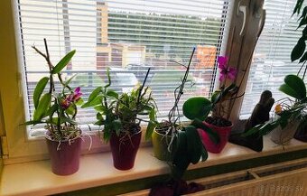 Orchidea s kvetinačom -1 ks 12 eur