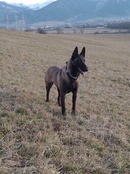 Belgický ovčiak šteniatka