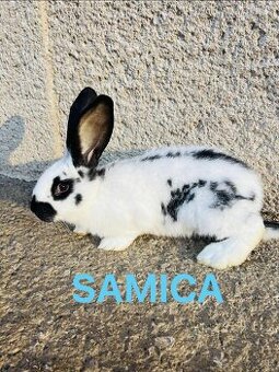 PREDÁM 4 mesačne kraliky kríženec NOS a BO