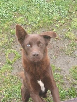 Za symbolicku cenu predám psíka