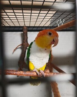 Amazonik bielobruchý