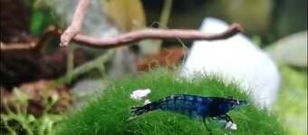 Neocaridina Blue dream