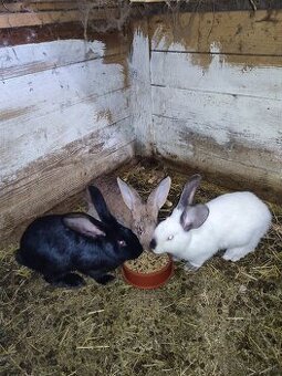 Nemecký obrovitý strakáč