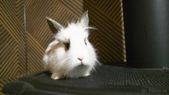 Zakrsly/teddy zajacik