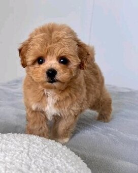 Šteniatka maltipoo na adopciu.