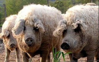 Predám ošípané Mangalica-Duroc