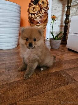 Predám šteniatko Nemeckého trpasličieho špica oranžoveho