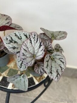 Begónia Rex ‘Chayo’ - 1