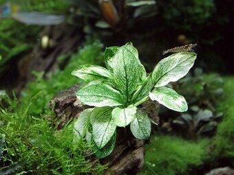 Anubias Pinto - 3 kusy/€10