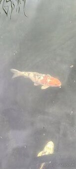 Koi kapor