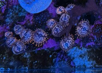 Zoanthus Utter Chaos