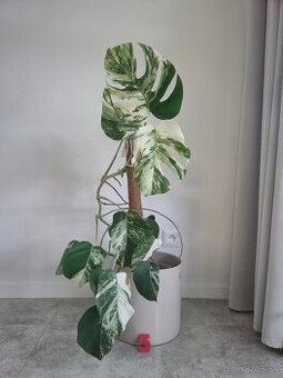 Monstera albo