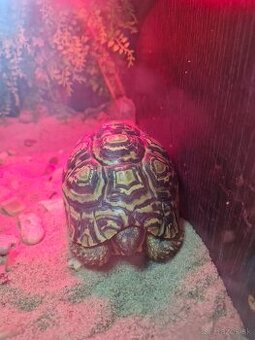 Korytnačka leopardia