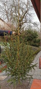 Vianočný stromček