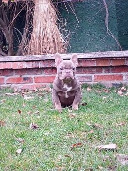 Francúzsky buldoček