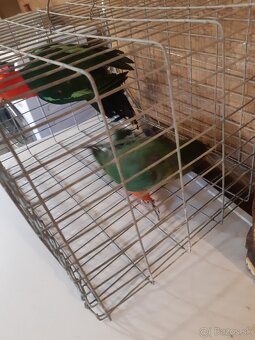 Predam papagaj kralovsky