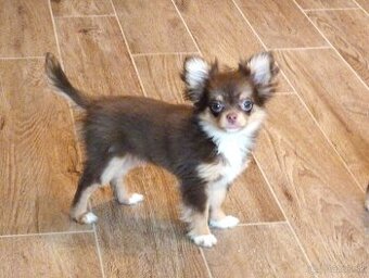 ČIVAVA - psík s PP