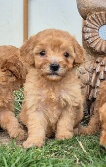 Predam stenata Pudel maly