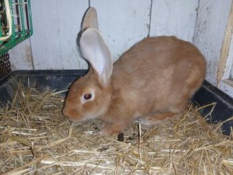 Burgundskych kralikov