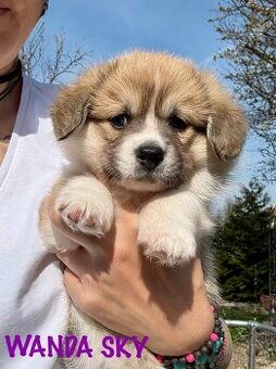 Welsh corgi pembroke.
