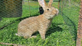 Zajace, králiky