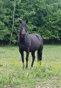 Quarter horse kobyla - 1