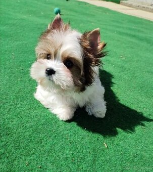 Biewer Yorkshire terrier - psík s rodokmeňom - 1