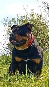 American bully pocket
